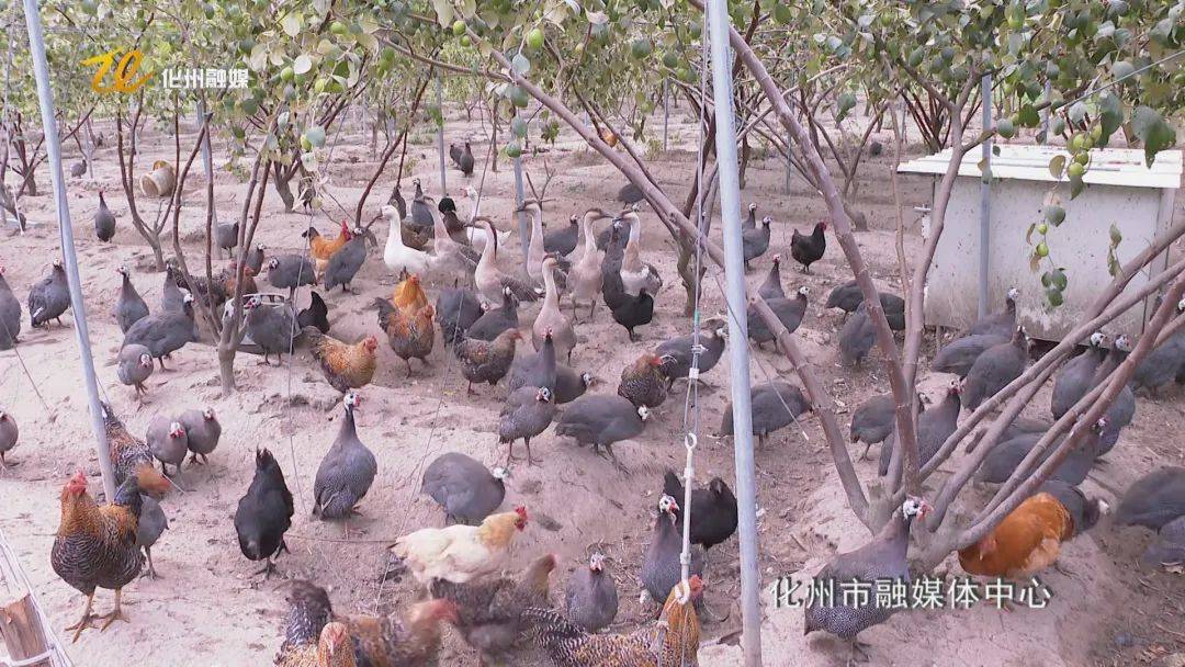 生態立體種養鋪就鄉村振興致富路 家禽養殖新篇章