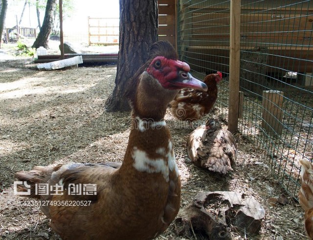 家禽院中的優雅訪客 麝香鴨的養殖與觀賞