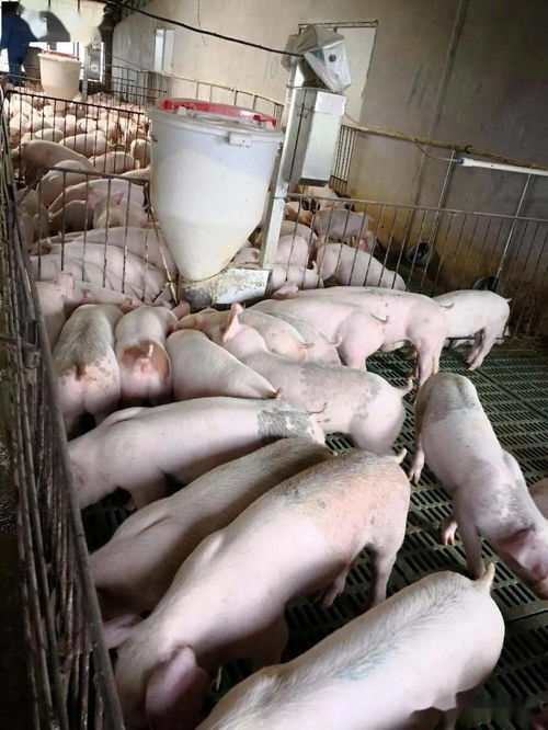 益生菌技術引領養豬新風尚 平果黃老板的綠色高效養殖實踐